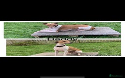 Italian Greyhound dogs for sale: Italian greyhound puppies - Image 25