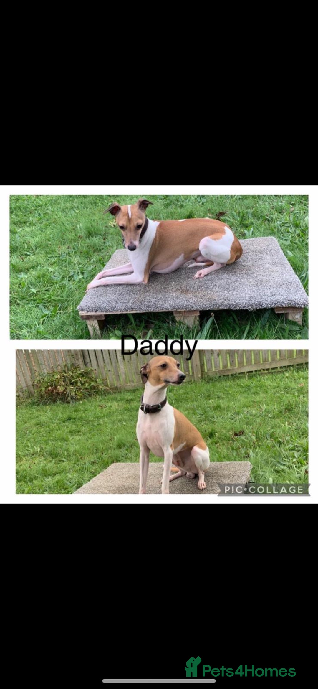 Italian Greyhound dogs for sale: Italian greyhound puppies - Image 25