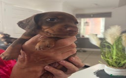Dachshund dogs for sale: 5 miniature   dachshund  - Image 4
