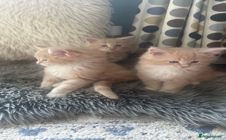 Maine Coon cats - Advert 16