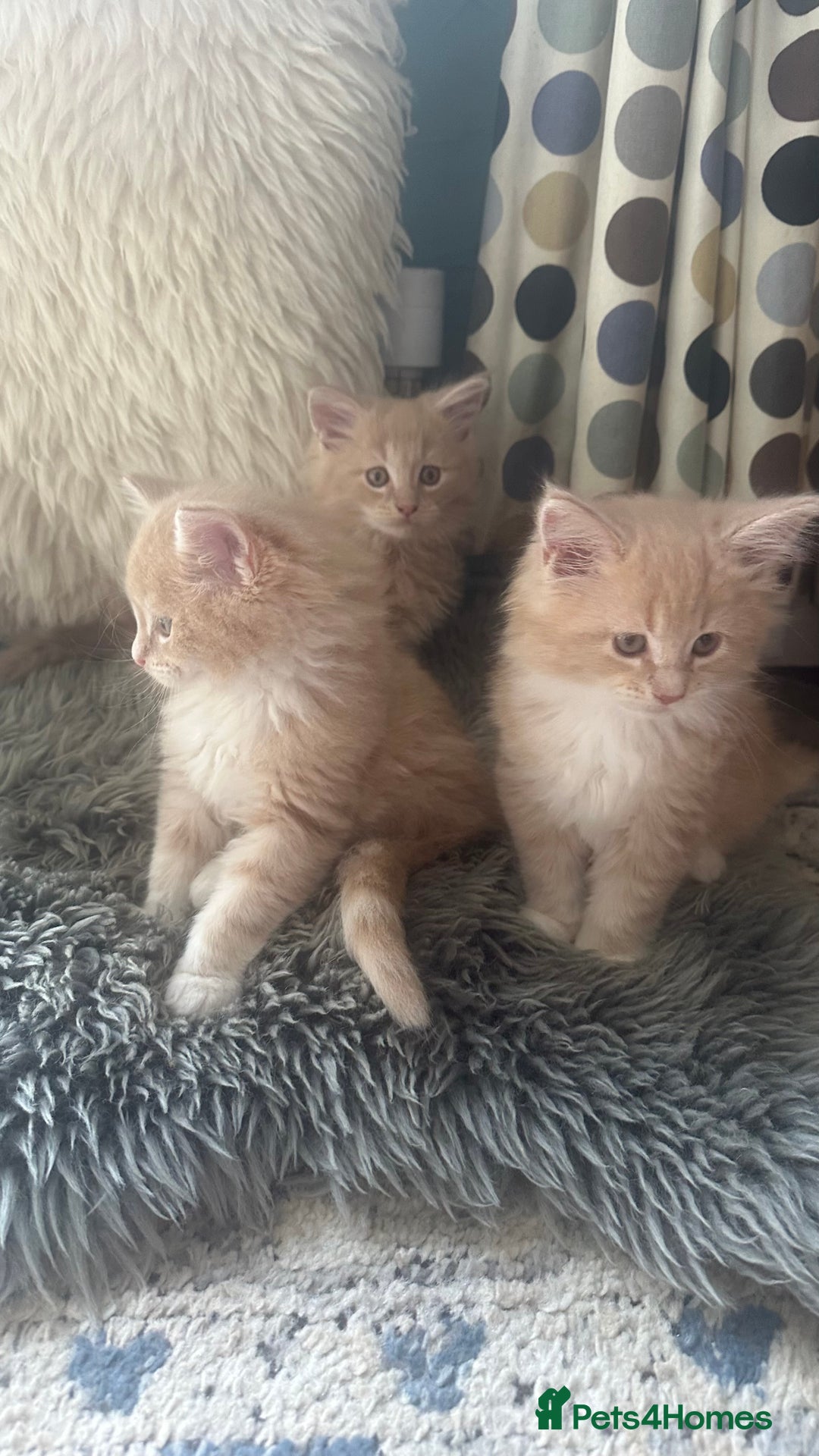 Maine Coon cats for sale: TICA registered pedigree Maine Coon kittens  - Image 1