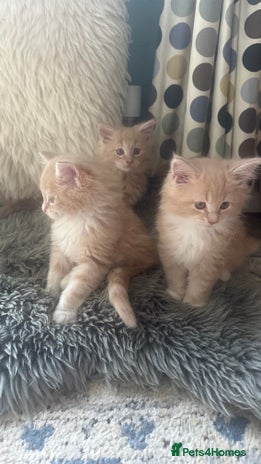 Maine Coon cats - Advert 4