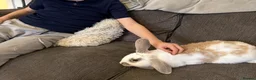 English Lop rabbits for sale: Smudge the bunny  - Advert 5