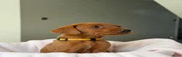 Labrador Retriever dogs for sale: Dark Fox Red Labrador Puppies – Exceptional Lines - Advert 25