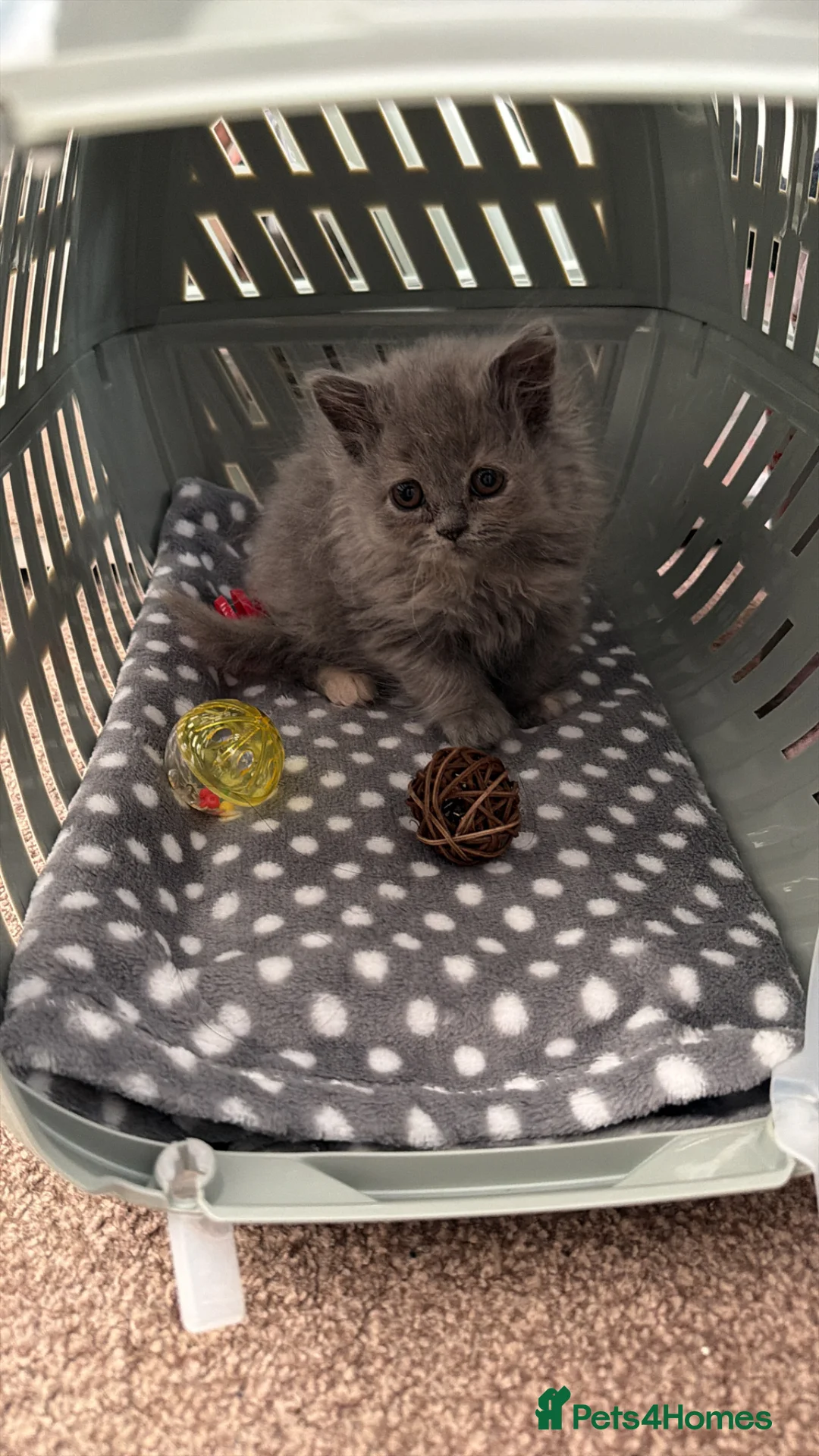 British Shorthair cats for sale: Female British Shorthair in Rossendale - Advert 2