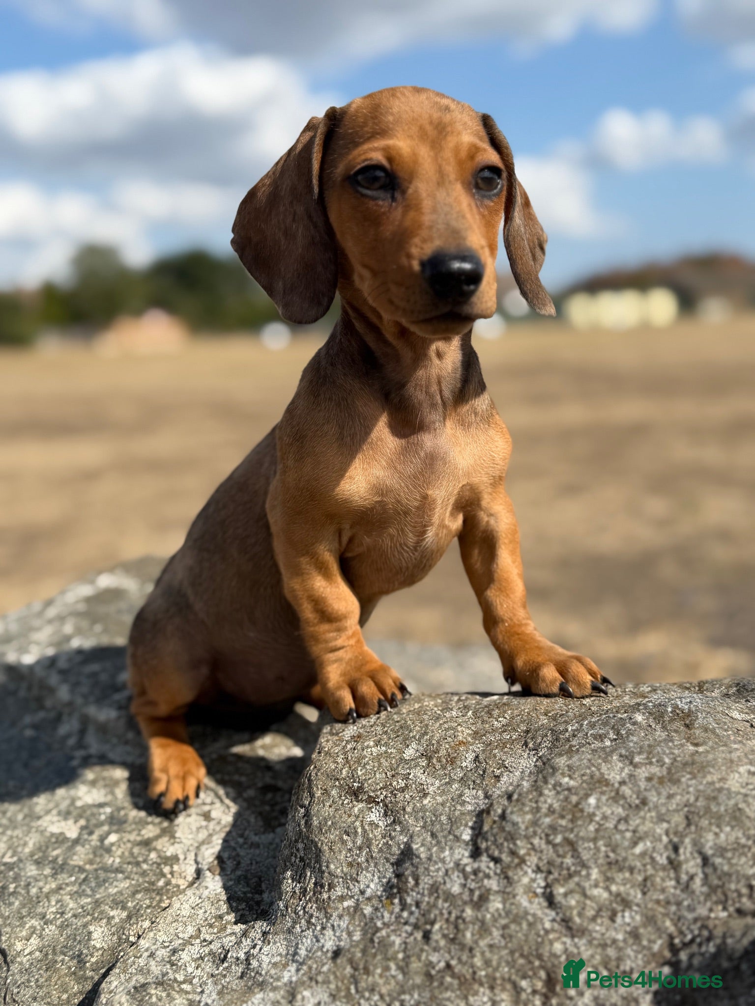 Miniature Dachshund dogs 🌸stunning pink mini dachshunds 🌸 - Advert 10