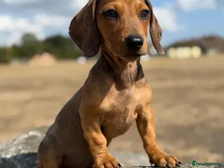 Miniature Dachshund dogs 🌸stunning pink mini dachshunds 🌸 - Advert 10