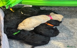 Standard Poodle dogs for sale: KC registered Poodles - Image 3