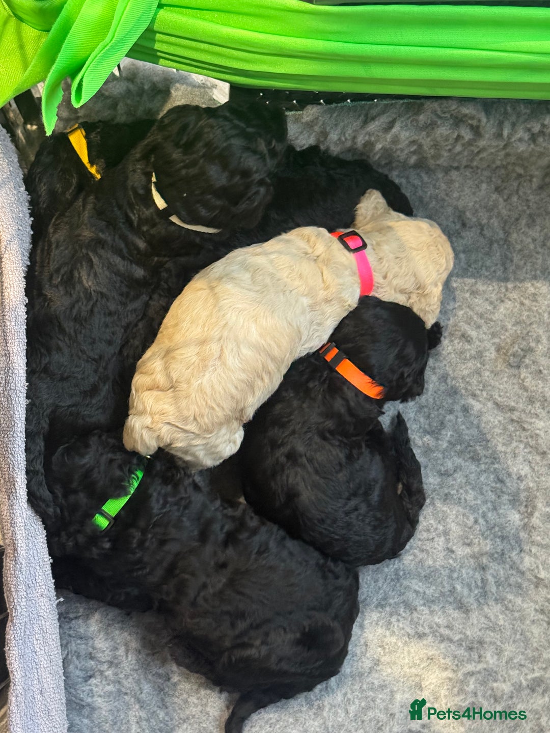 Standard Poodle dogs for sale: KC registered Poodles - Image 3