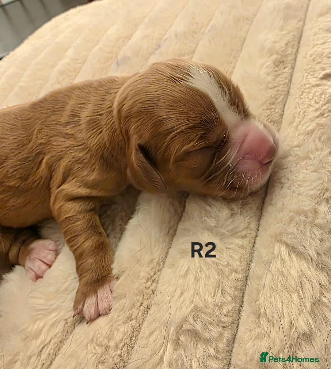 Cocker Spaniel dogs for sale: Cocker spaniel pups ready NEXT WEEK - Advert 28