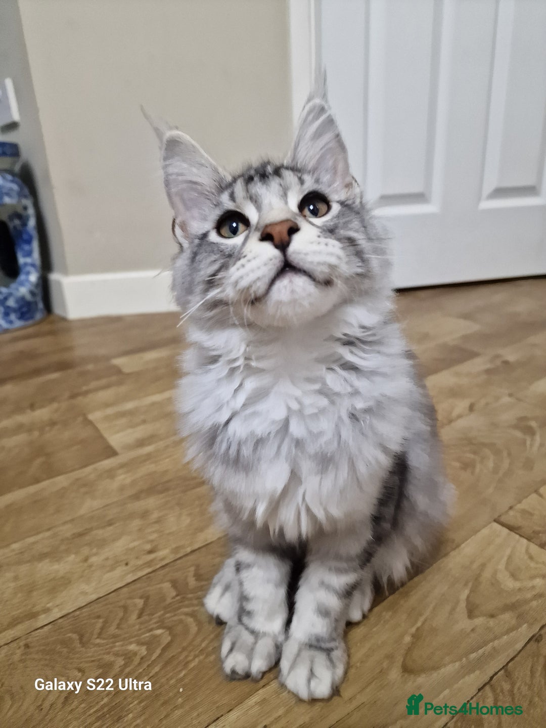 Maine Coon cats for sale: Pure maine coon - Image 30