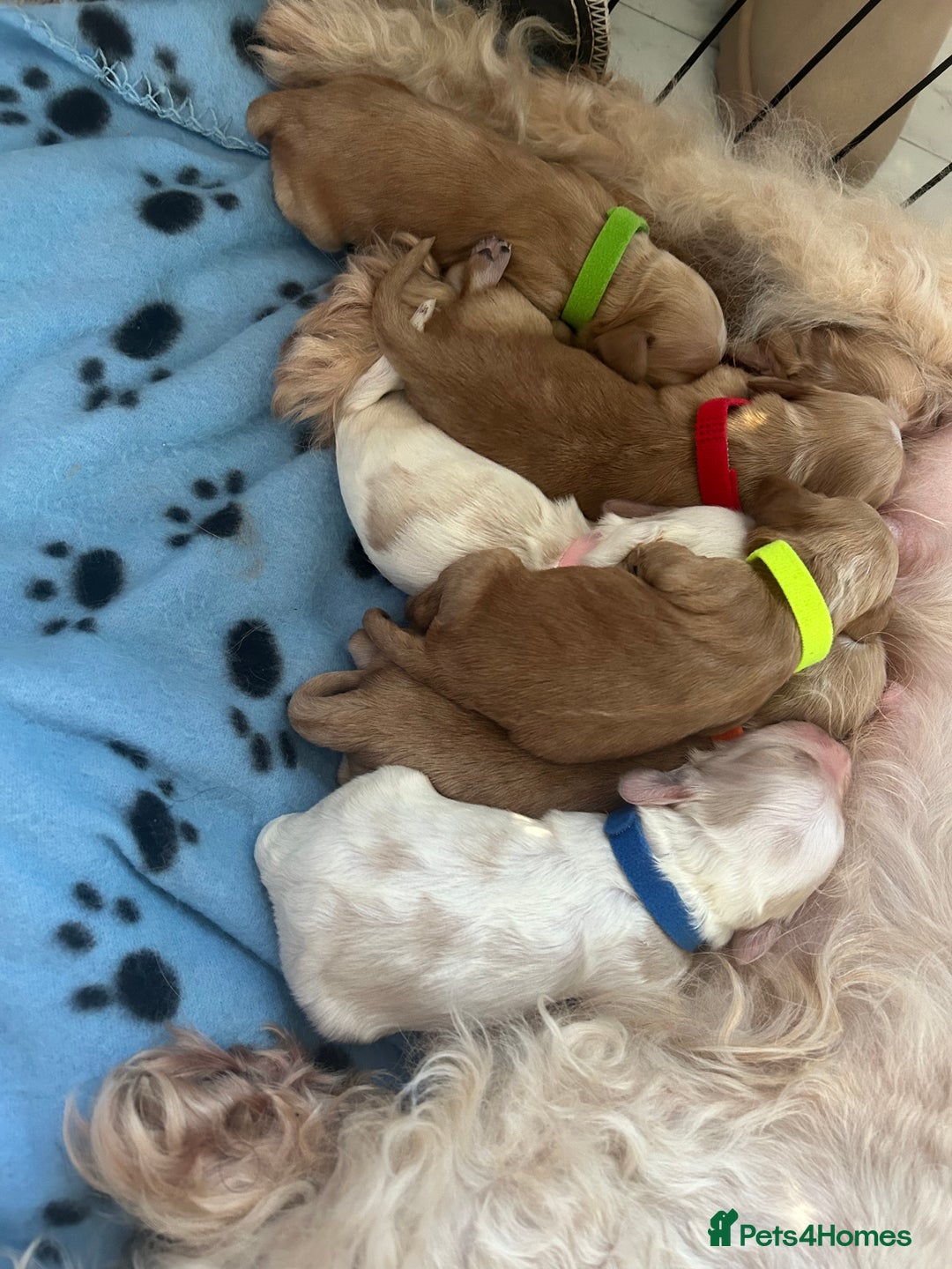 Mixed Breed dogs for sale: Apricot Cockapoo puppies ready to leave 6th march  - Advert 4