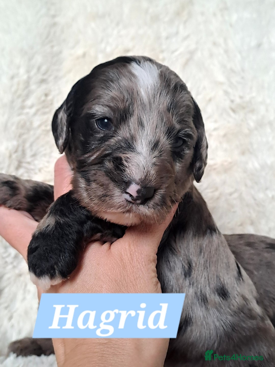 Cockapoo dogs for sale: F1 Cockapoo puppies  - Image 2