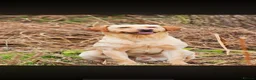 Labrador Retriever dogs for sale: Labrador puppies for sale  in Haverhill - Advert 3