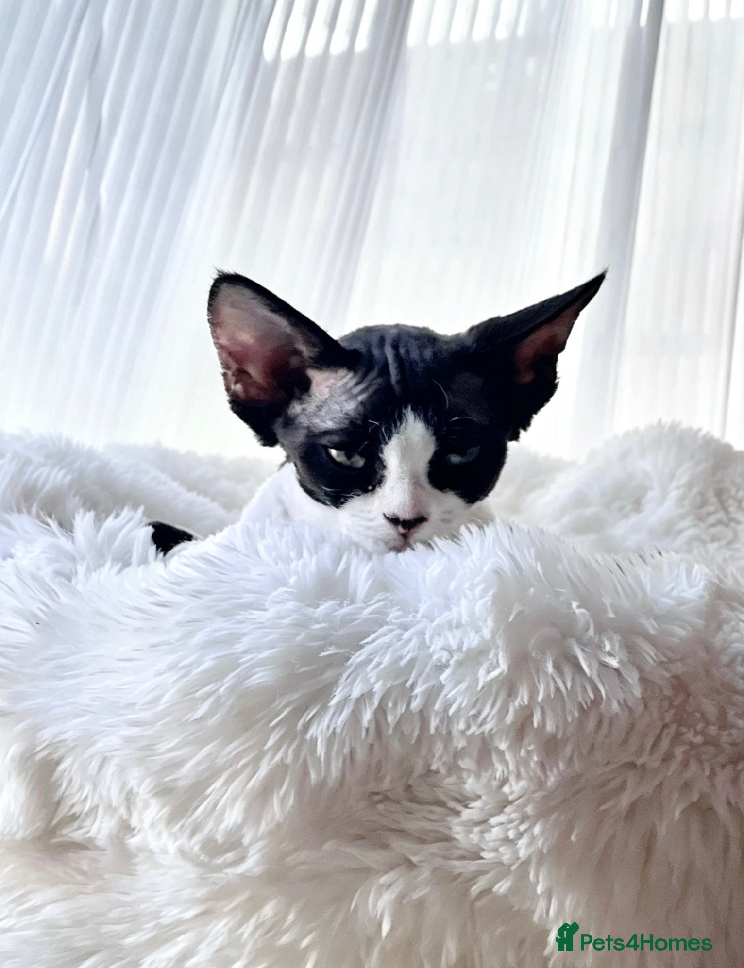 Devon Rex cats Beautiful Devon Rex kittens ❤️❤️❤️ - Advert 16
