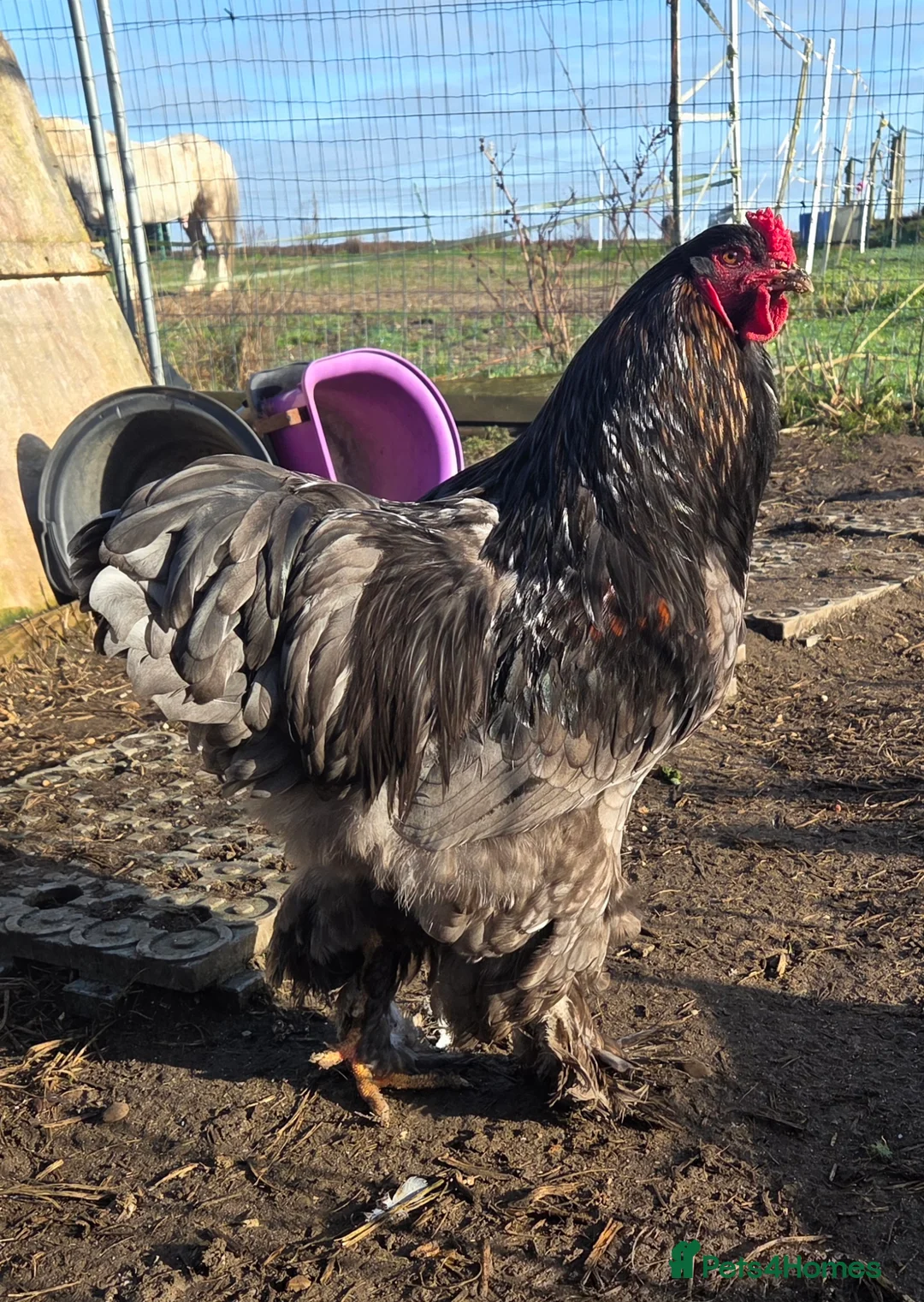 Chickens poultry for sale: Blue Brahma Purebreed Rooster  - Advert 3