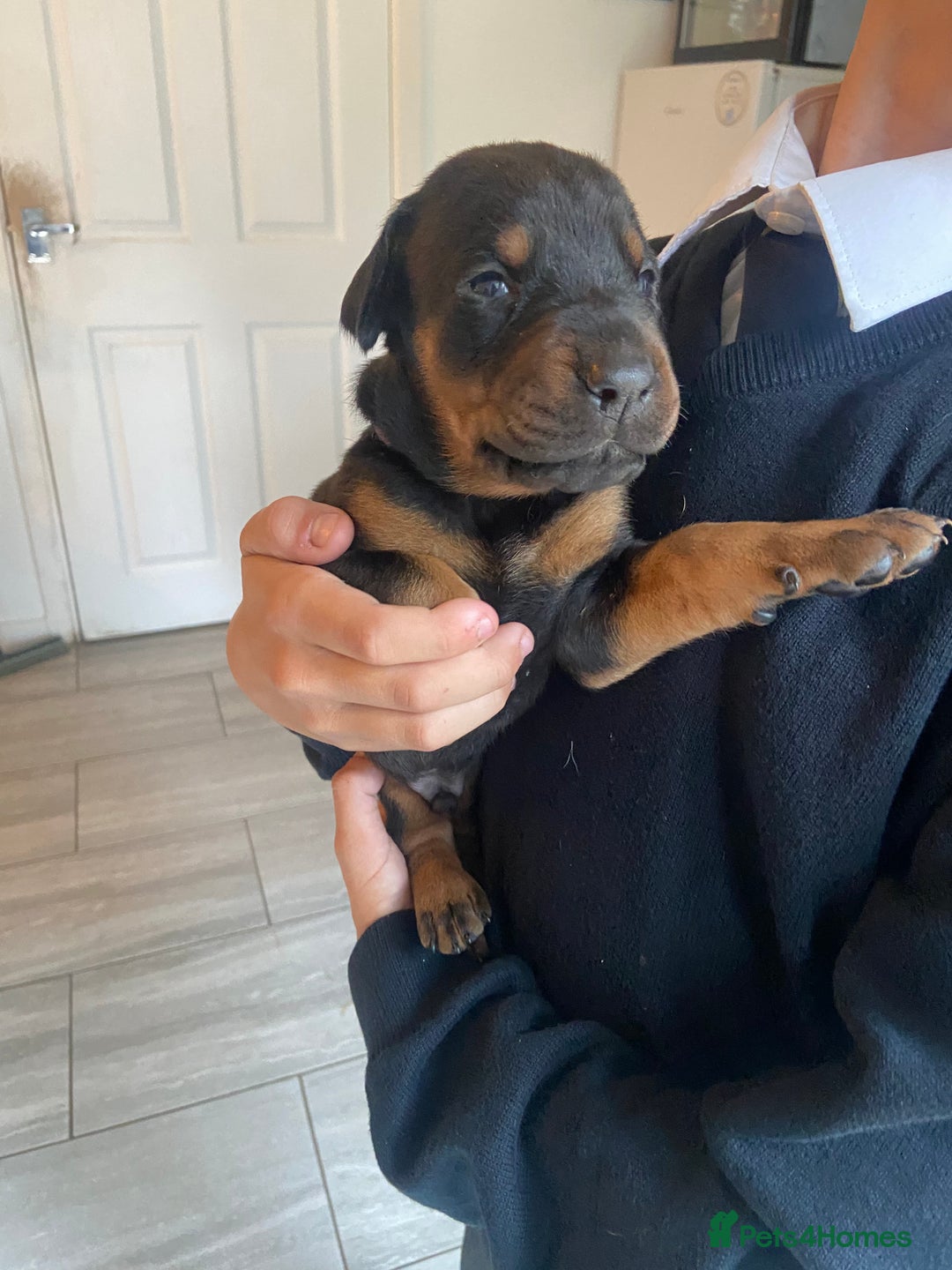 Dobermann dogs for sale: 9 KC Reg pedigree Doberman puppies - Image 16