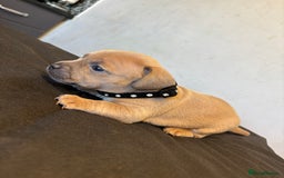 Mixed Breed dogs for sale: Dachshund cross Frenchbull dog (frenchbullwiner)p - Image 19