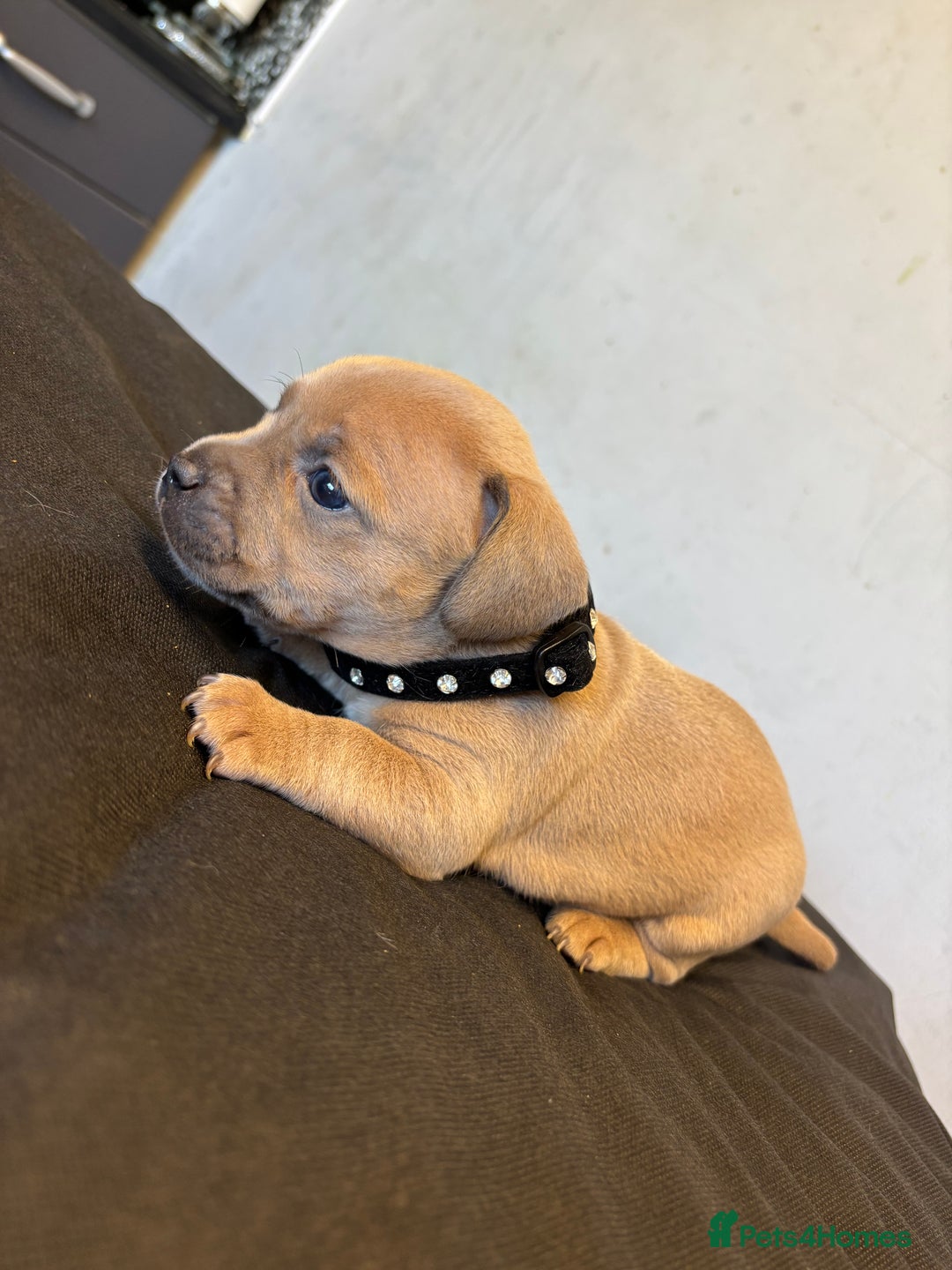 Mixed Breed dogs for sale: Dachshund cross Frenchbull dog (frenchbullwiner)p - Image 19