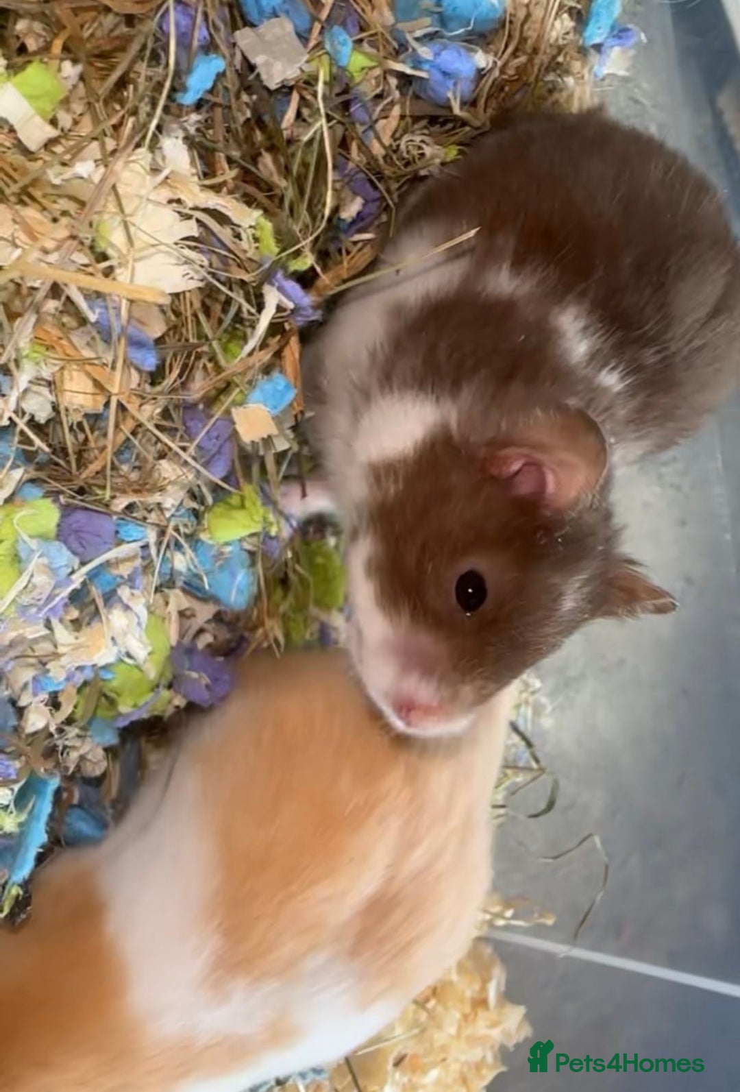 Hamster rodents for sale: Baby hamsters  - Image 16