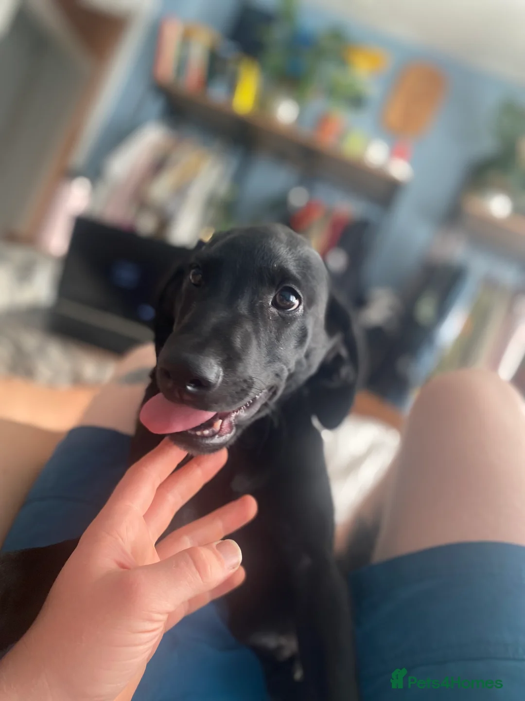 Labrador Retriever dogs for stud: Pip- Purebred Black Labrador Retriever  - Advert 6