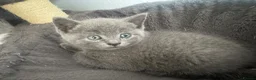 British Shorthair cats for sale: Stunning British Blue shorthairs ♥️ - Advert 7