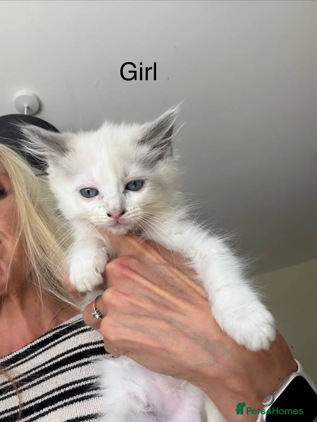 Ragdoll cats for sale: 3 x Bi colour Ragdolls. Ready now - Advert 5