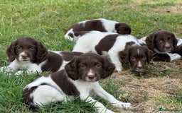 English Springer Spaniel dogs for sale: Lovely Well Bred KC English Springer Spaniels - Image 13