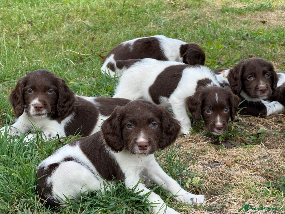 English Springer Spaniel dogs for sale: Lovely Well Bred KC English Springer Spaniels - Image 13