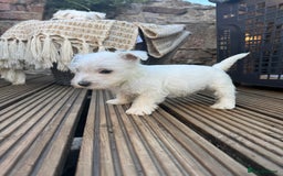 West Highland Terrier dogs for sale: West highland terrier  - Image 7