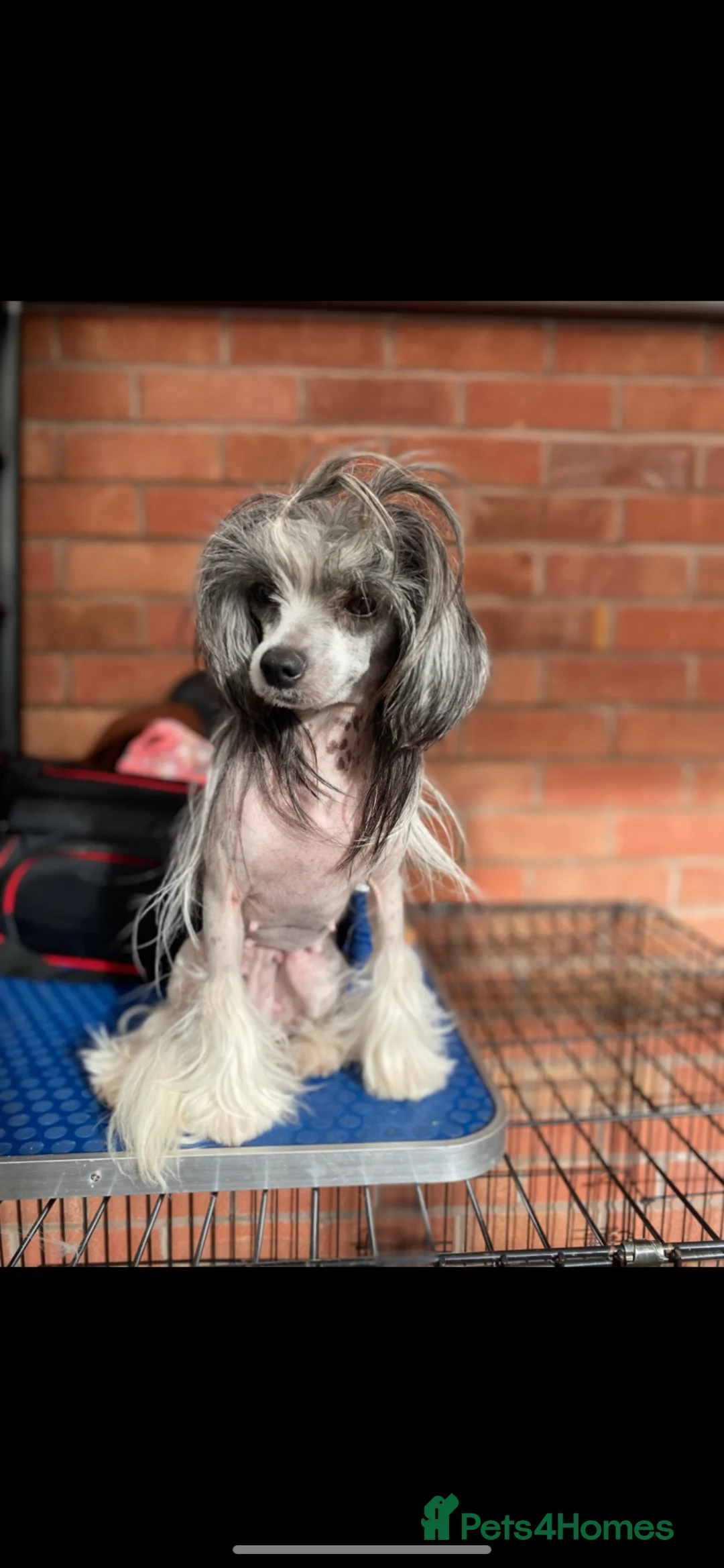 Chinese Crested dogs for sale: 💖Hairless Chinese crested 💖 - Advert 2