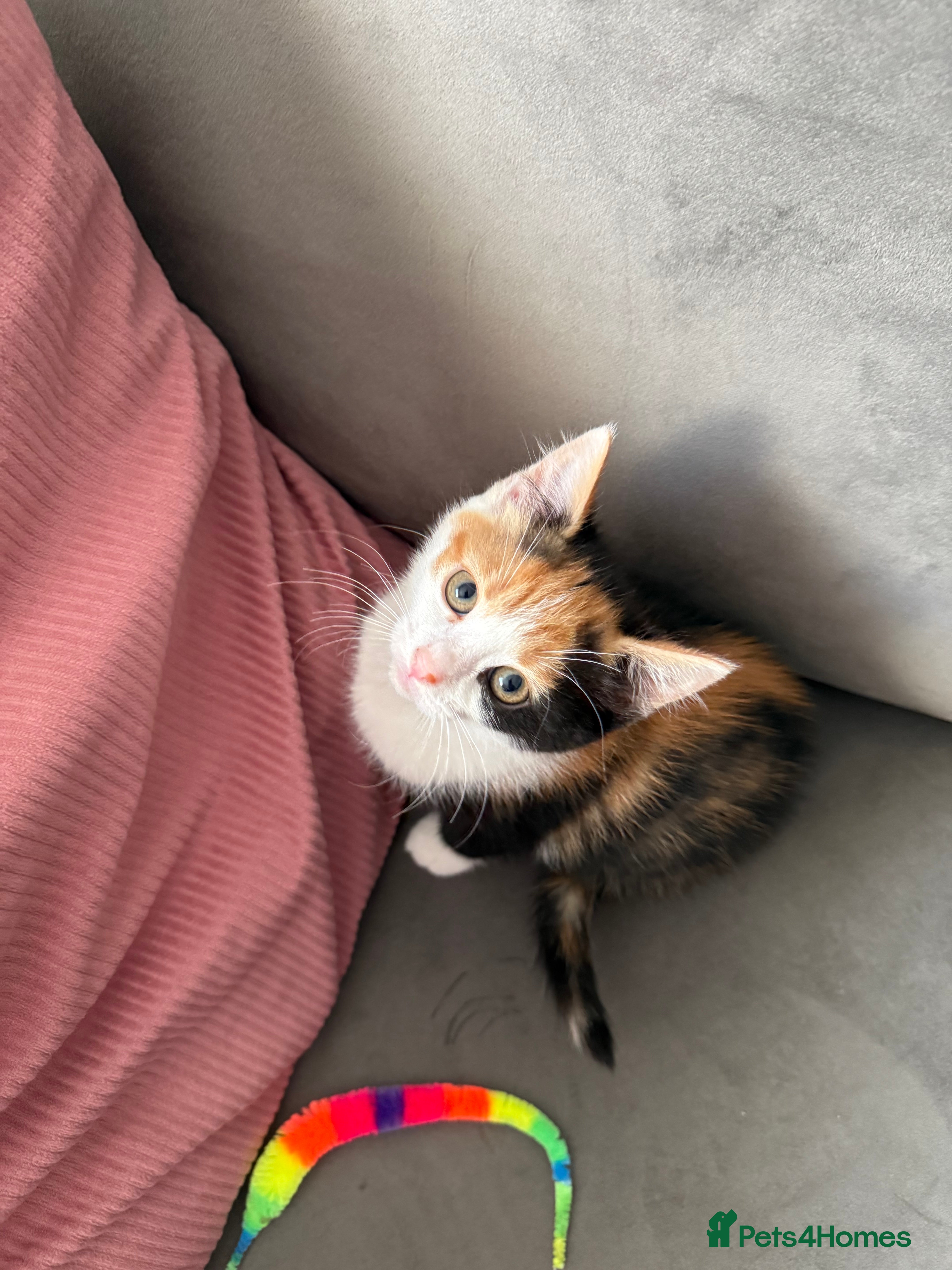 Mixed Breed cats 4 beautiful kittens ready for new loving home:)  - Advert 1