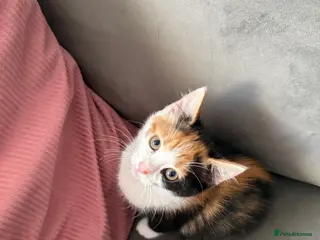 Mixed Breed cats 4 beautiful kittens ready for new loving home:) - Advert 6