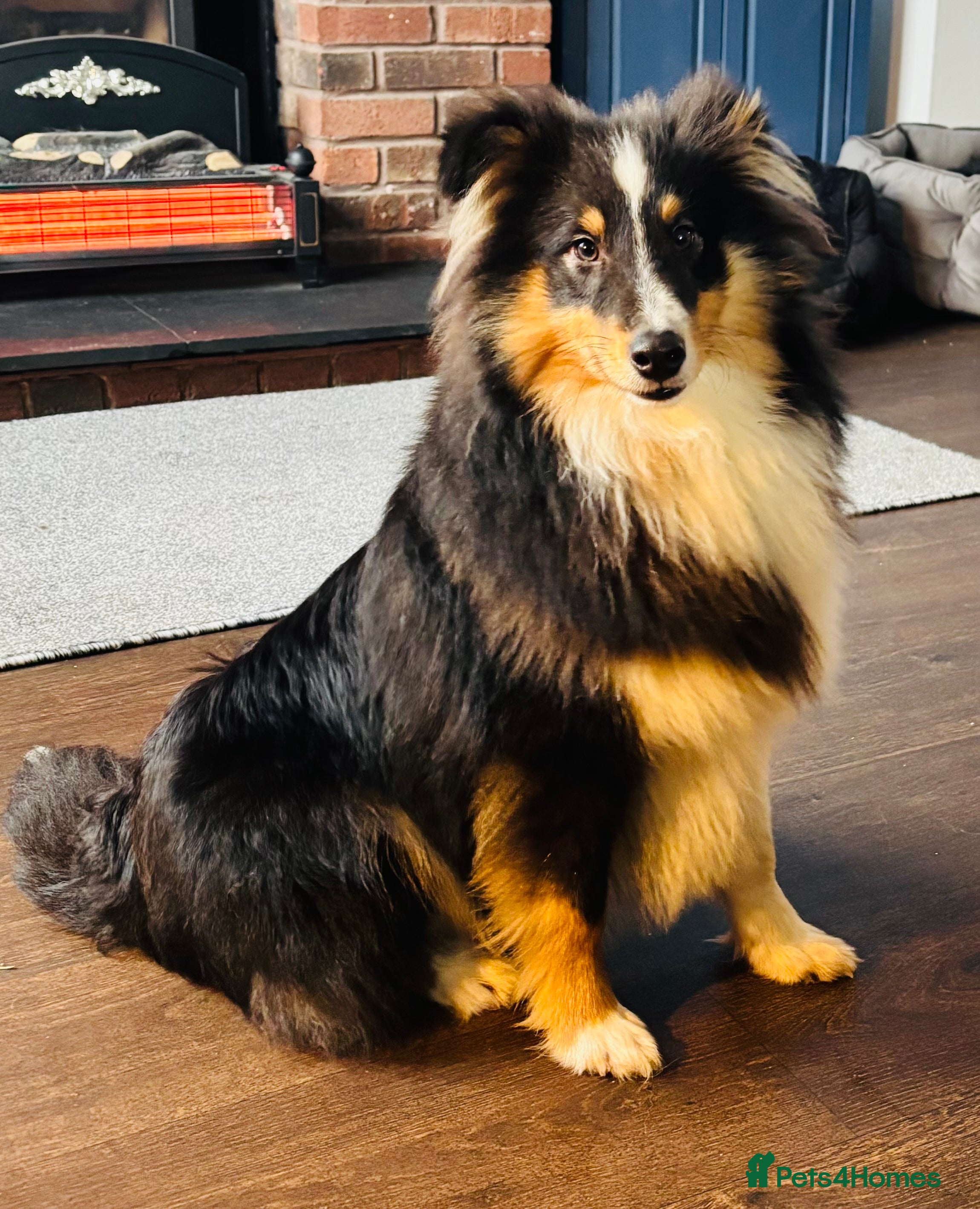 Shetland Sheepdog dogs Handsome tri Shetland sheepdog boy  - Advert 8