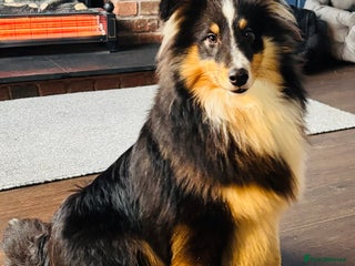 Shetland Sheepdog dogs Handsome tri Shetland sheepdog boy - Advert 8
