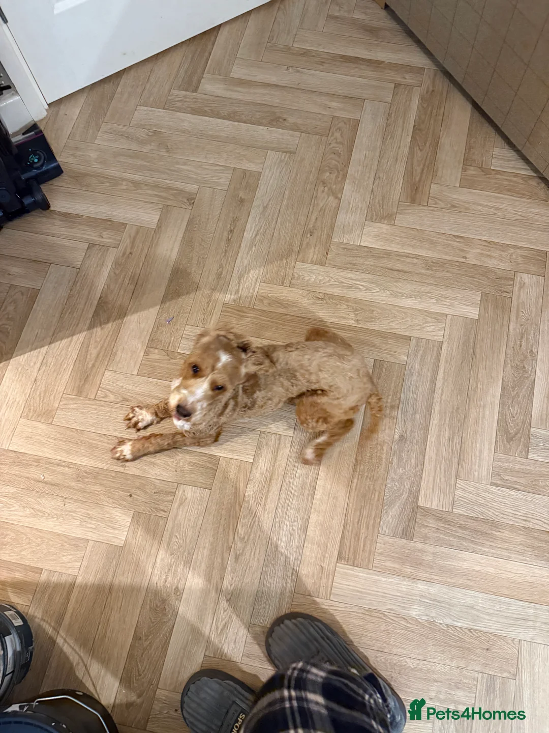 Cockapoo dogs for sale: Lola the cockapoo - Advert 4