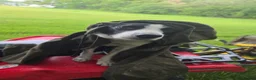 Border Collie dogs for sale: Beautiful litter of working border collie pups - Advert 8