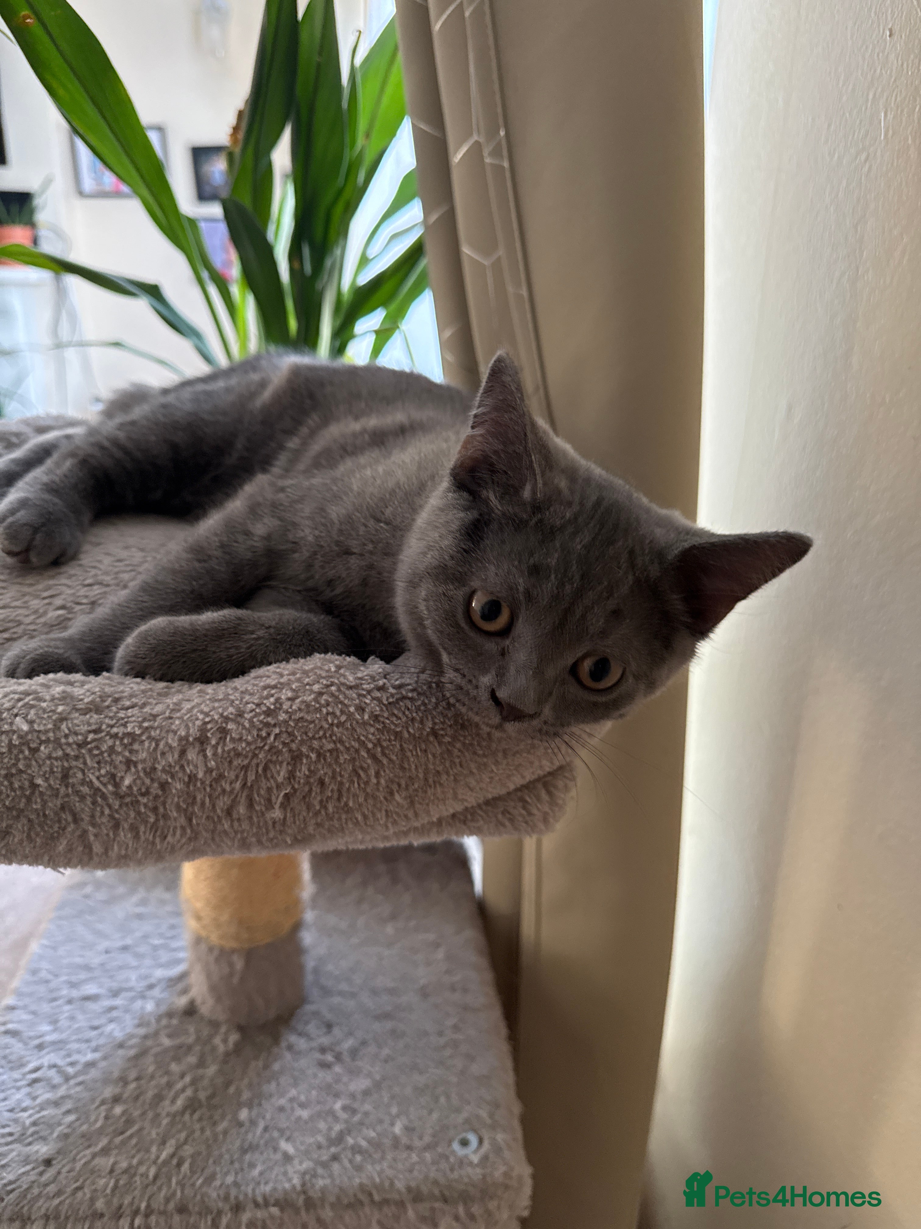 British Shorthair cats Beautiful British Shorthair & Scottish Fold Kitten - Advert 2