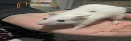 Mouse rodents for sale: Multimammates  - Advert 17