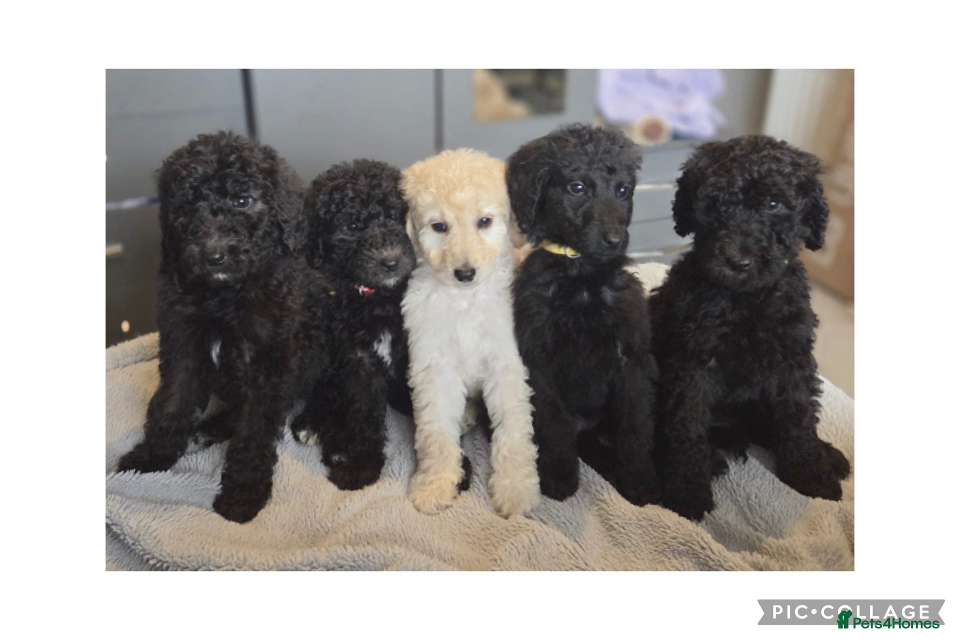 Labradoodle dogs Ready now rare silver f1bb standard labradoodles  - Advert 11
