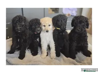 Labradoodle dogs Ready now rare silver f1bb standard labradoodles - Advert 11
