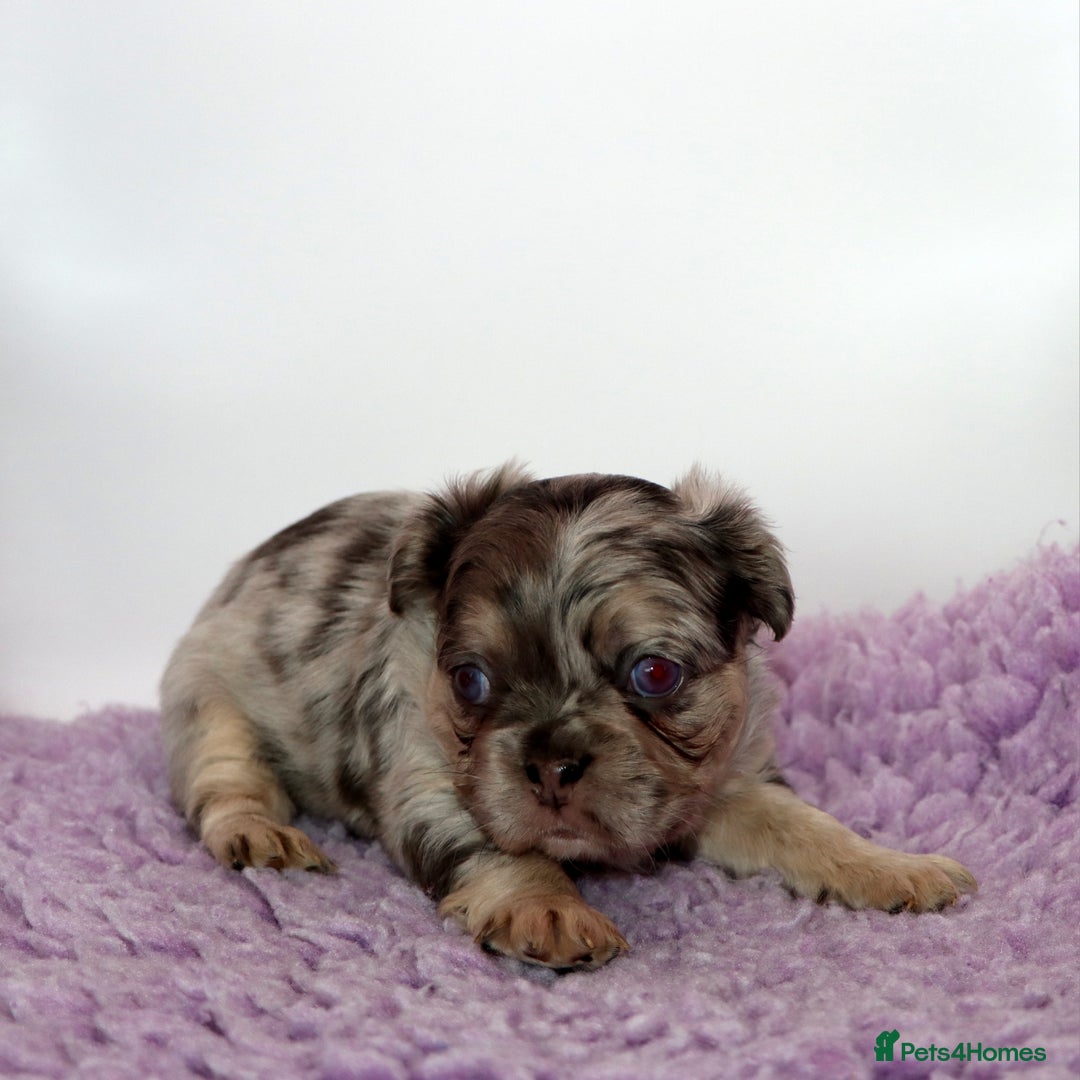 French Bulldog dogs for sale: Fluffy french bulldogs carrying Pink & Testable  - Image 11