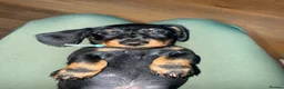 Miniature Dachshund dogs for sale: Last little miniature wiredhaired male  - Advert 4