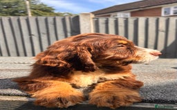 Cocker Spaniel dogs for sale: 💜COCKER SPANIEL PUPPY💜 - Image 1