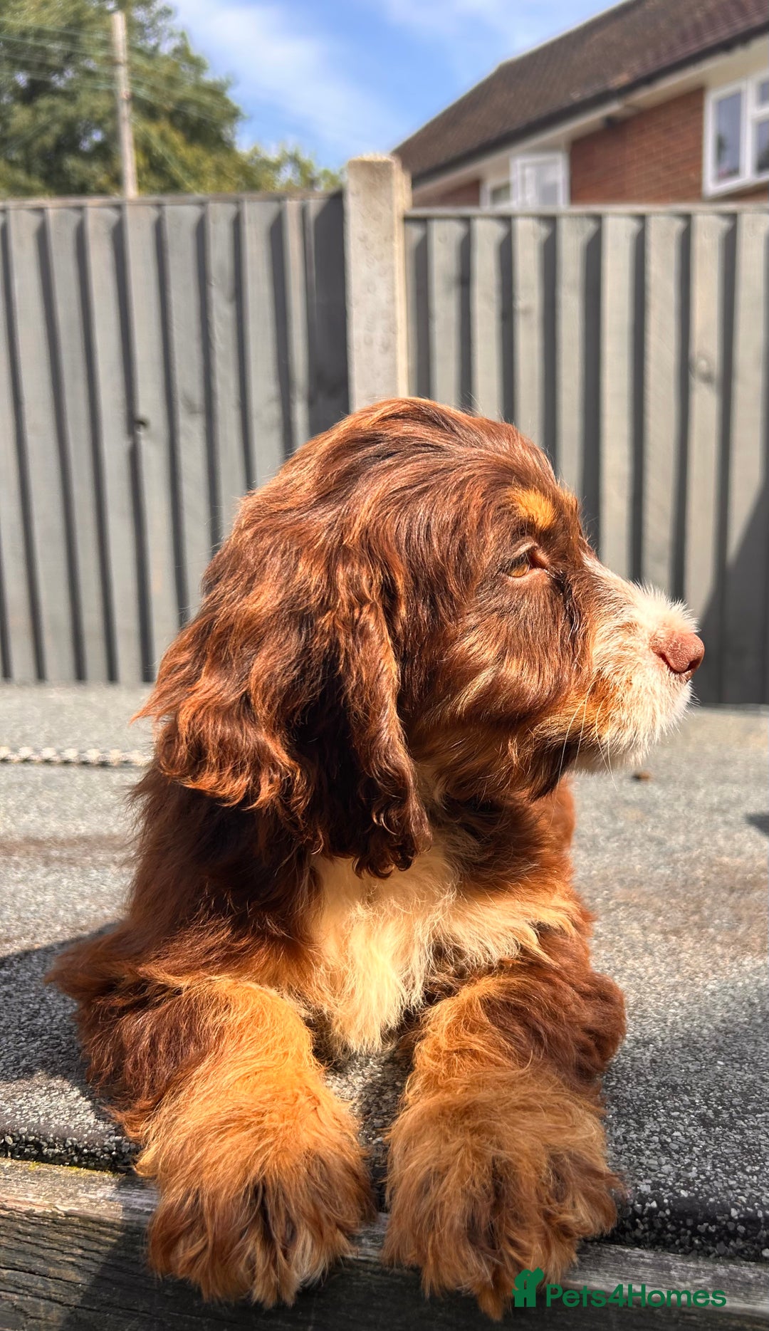 Cocker Spaniel dogs for sale: 💜COCKER SPANIEL PUPPY💜 - Image 1