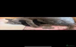 British Shorthair cats for sale: Beautiful BSH kittens 😻 - Image 16