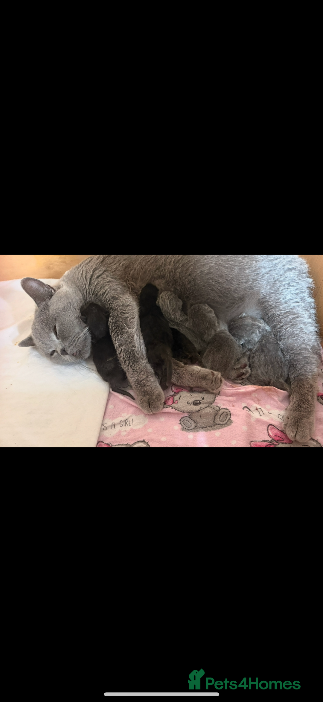 British Shorthair cats for sale: Beautiful BSH kittens 😻 - Image 16