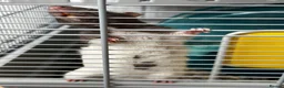 Rat rodents for sale: Two young pet rats – free to a good home in Coatbridge - Advert 4