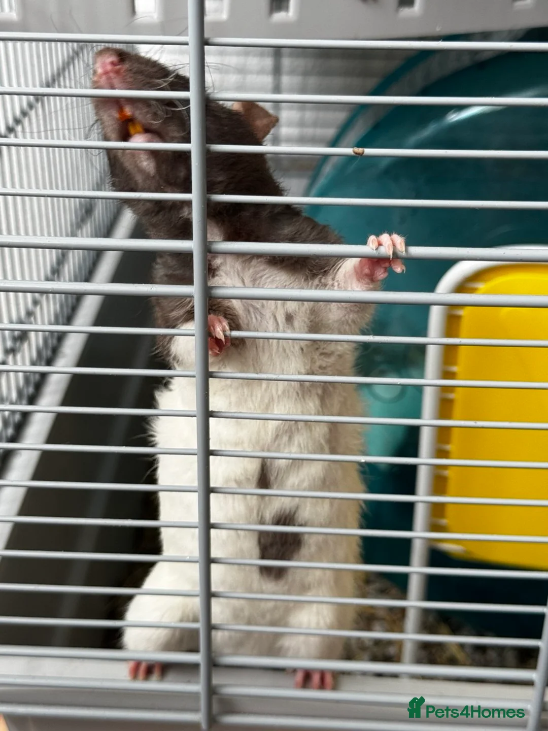 Rat rodents for sale: Two young pet rats – free to a good home in Coatbridge - Advert 4