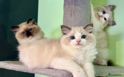 Ragdoll cats for sale: WORLD BEATIFUL RAGDOLL KITTEN/FIFe - Image 5